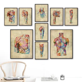 Inimese Lihaste Süsteemi Põhjamaade Vintage Anatoomia Plakat Meditsiini Seina Art Print Lõuend Maali Kliinik Decor Pilte Elutuba